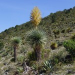 Plantas xerófilas o plantas del desierto