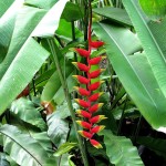 Plátano rojo (Musa acuminata), una planta exótica con frutos comestibles para tu jardín