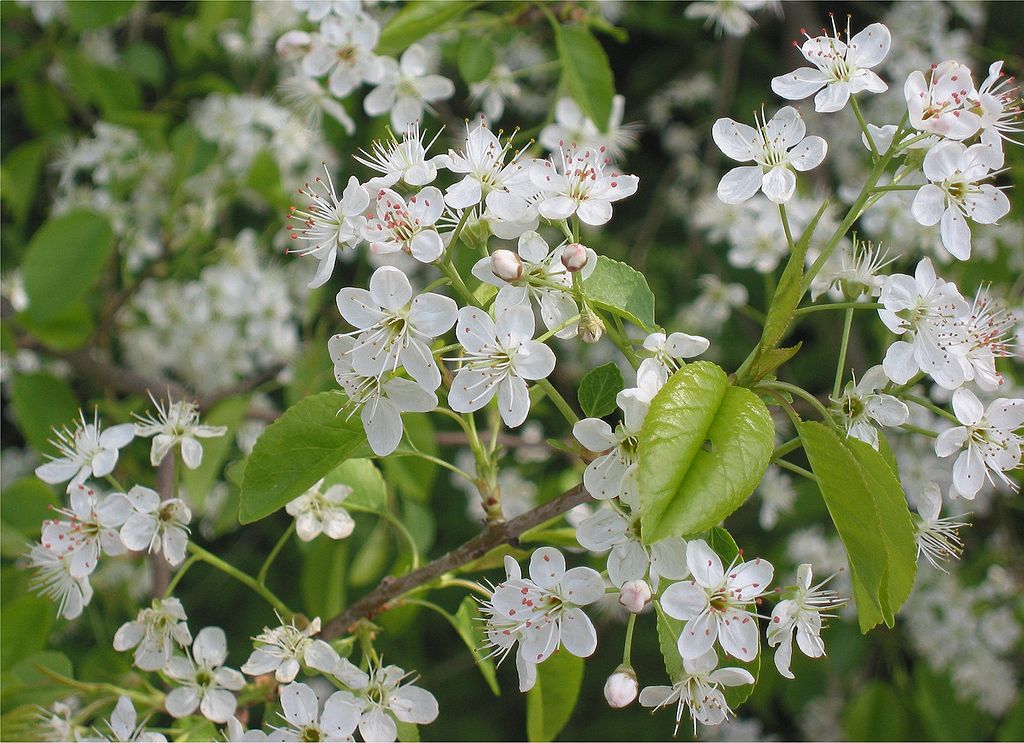 Cerezo Prunus mahaleb de Santa Lucía: Beneficios y Características