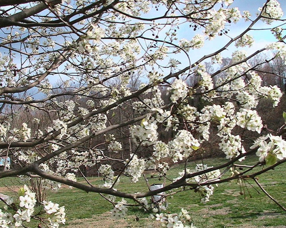 Peral de flor (Pyrus calleryana)