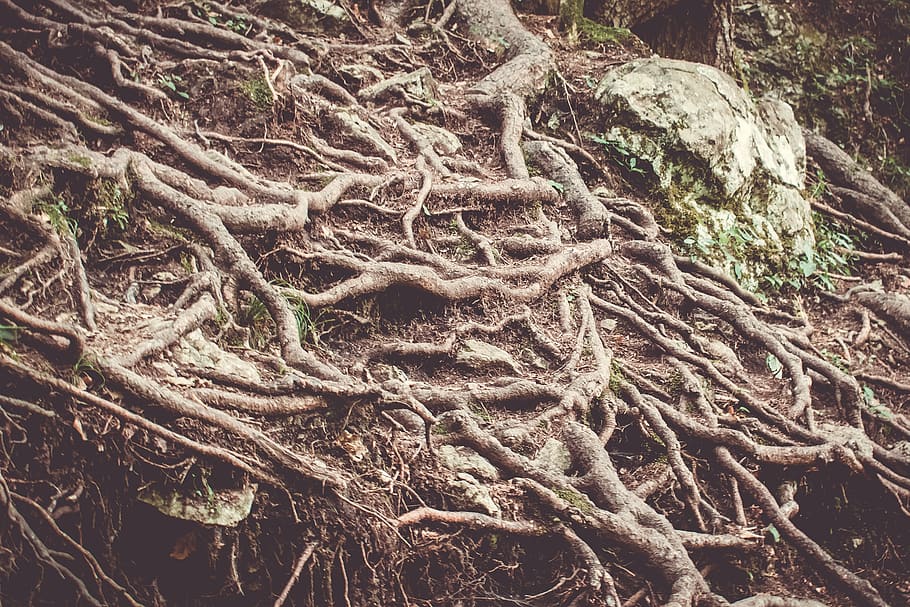 Son peligrosas las raíces de los árboles