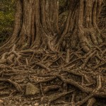 A cuántos metros bajan las raíces de los árboles