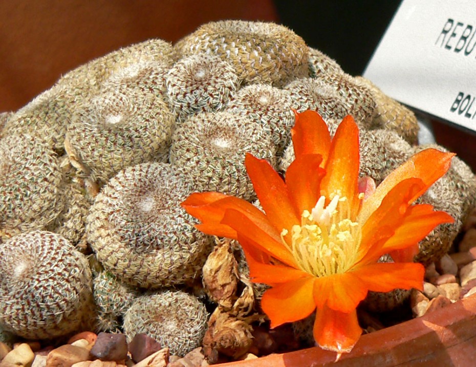 Conoce la Rebutia (Rebutia heliosa), una planta con flores coloridas