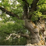 Quercus petraea: Roble Albar