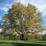 Roble blanco (Quercus alba), un árbol emblemático de América del Norte