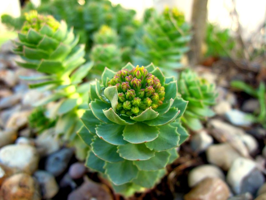 Cómo hacer una rocalla de cactus
