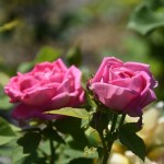 La rosa de mayo (Hibiscus mutabilis): una planta con flores exóticas