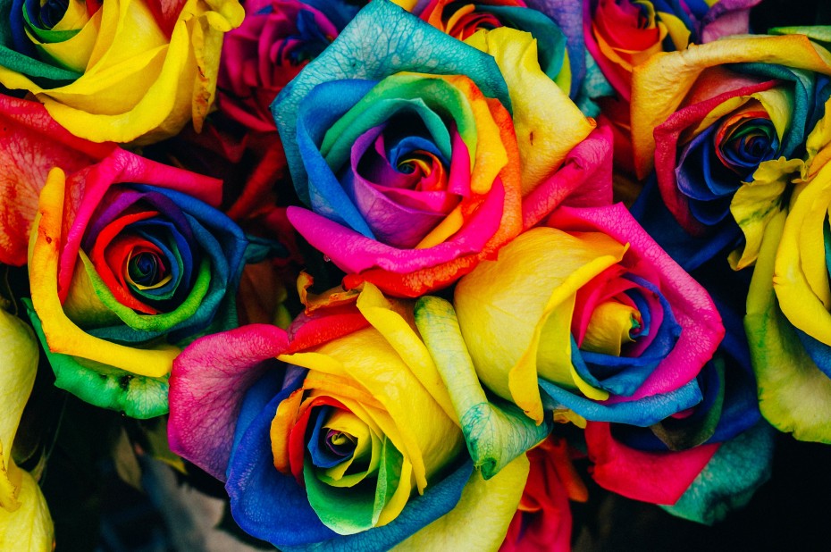 Rosas arcoiris o multicolor: crea un jardín lleno de color