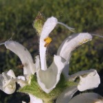 Salvia Blanca (Salvia apiana)