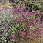 Salvia Canaria: una planta aromática y resistente