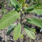 Salvia lavandulifolia: Propiedades y beneficios de la planta de salvia para la salud
