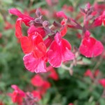 Salvia microphylla, una planta aromática con flores vistosas para tu jardín