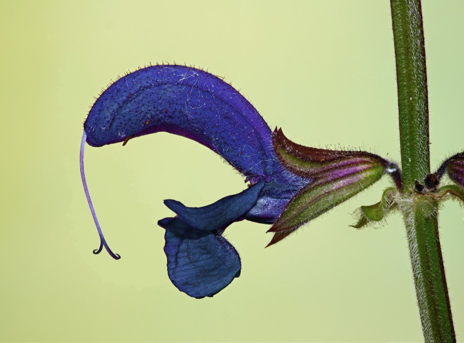 Salvia pratensis: Descubre todo sobre la salvia de los prados