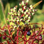 Sambucus ebulus, un arbusto con flores y frutos comestibles para tu jardín