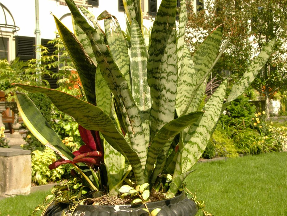 Tipos de Sansevieria