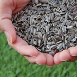 Cuándo y cómo se siembran las semillas de césped