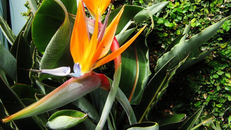 Cómo sembrar semillas de Strelitzia