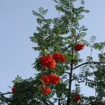 Cómo cultivar el Serbal de Suecia (Sorbus intermedia)