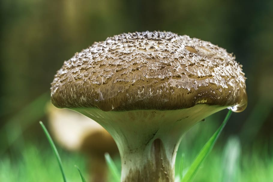 Cómo saber si una seta es comestible o venenosa