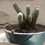 Cómo recuperar un cactus blando