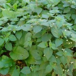 Cómo controlar el crecimiento de Solanum nigrum en su jardín: consejos y técnicas