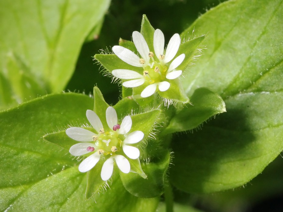 Cultivar Stellaria media (Planta de Pamplina)