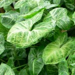 Cultivo de Syngonium podophyllum: Guía para el Cuidado de Singonio