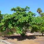 Terminalia catappa, el almendro tropical