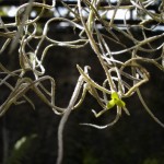 Cultivo de Tillandsia Usneoides: Guía para el Cuidado de Esta Planta