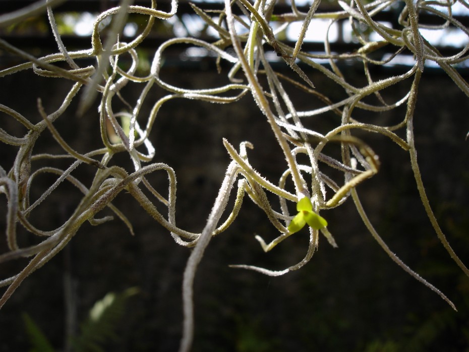 Cultivo de Tillandsia Usneoides: Guía para el Cuidado de Esta Planta