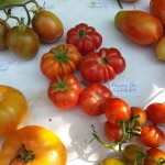 Cultivo de Tomate Azul (Solanum Lycopersicum): Guía para Principiantes