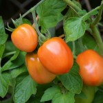 Cultivo y Características del Tomate Robin: Todo lo que Necesitas Saber
