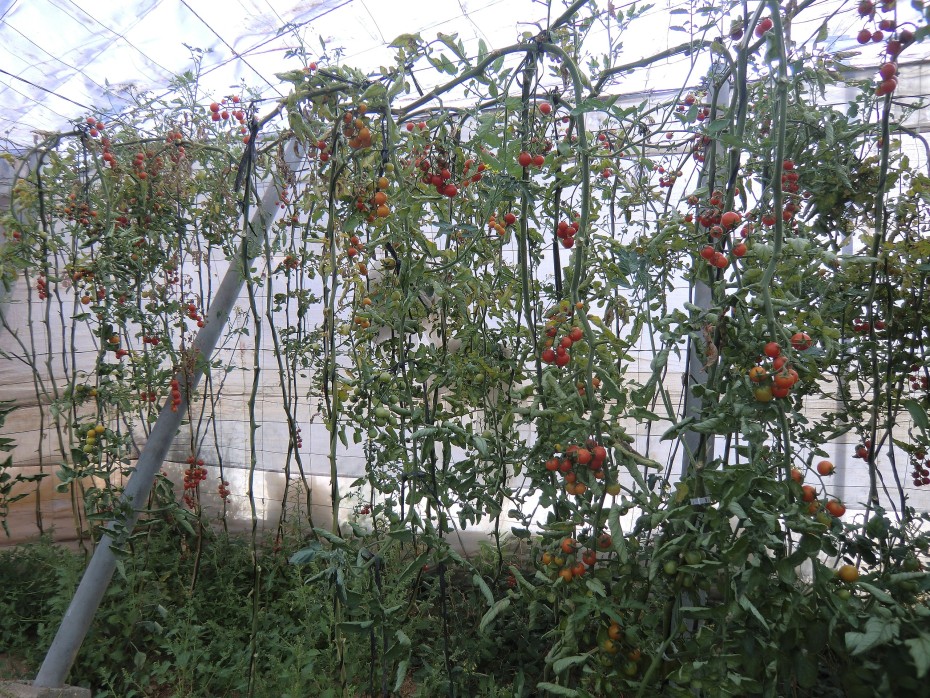Cultivo de Tomate Enano (Solanum pseudocapsicum): Guía para el Cuidado de la Planta