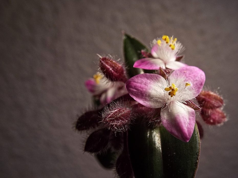 Tradescantia nanouk Tradescantia nanouk