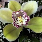 Cuándo y cómo trasplantar orquídeas