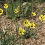 Cultivo de Tuberaria guttata: Guía de Cuidado y Características
