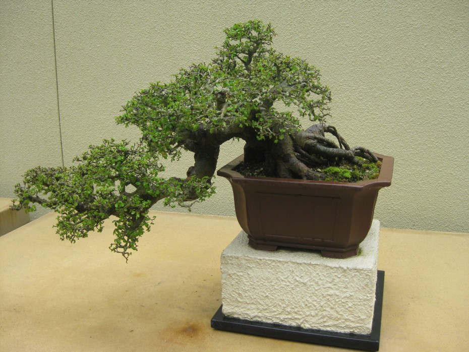 Olmo chino (Ulmus parvifolia) Olmo chino (Ulmus parvifolia)