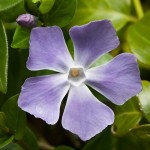 Vinca major, una planta perenne con flores vistosas para tu jardín