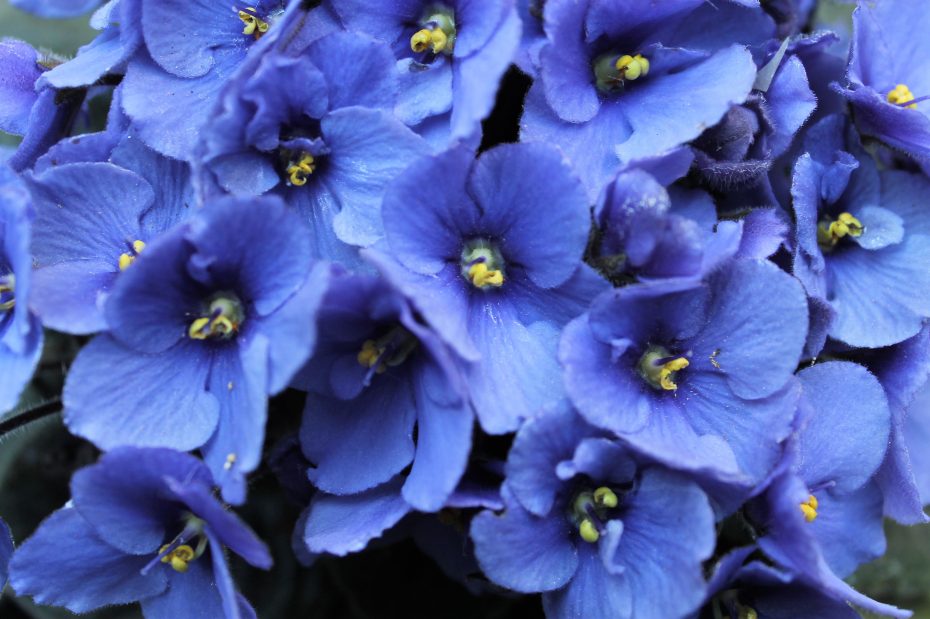 Cuáles son los cuidados de la violeta africana