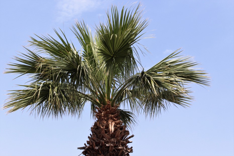 Washingtonia robusta
