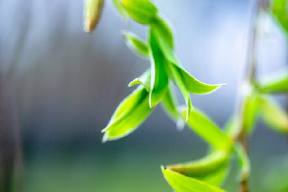 La bardaguera blanca (Salix salviifolia): un árbol ornamental para jardines pequeños La bardaguera blanca (Salix salviifolia): un árbol ornamental para jardines pequeños