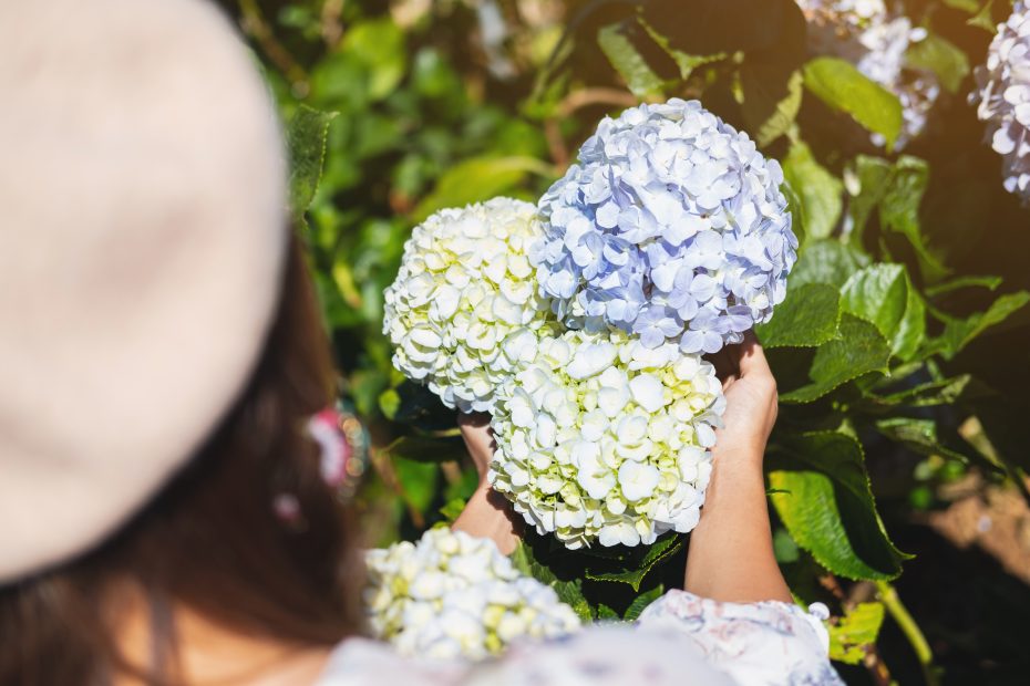 hortensia de montaña